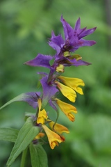 Melampyrum polonicum