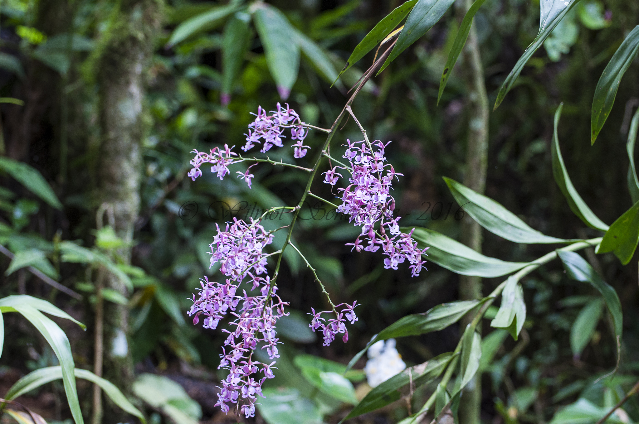 Epidendrum nanegalense Hágsater & Dodson 4