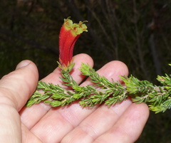 Erica unicolor