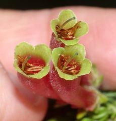 Erica unicolor