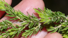 Erica unicolor