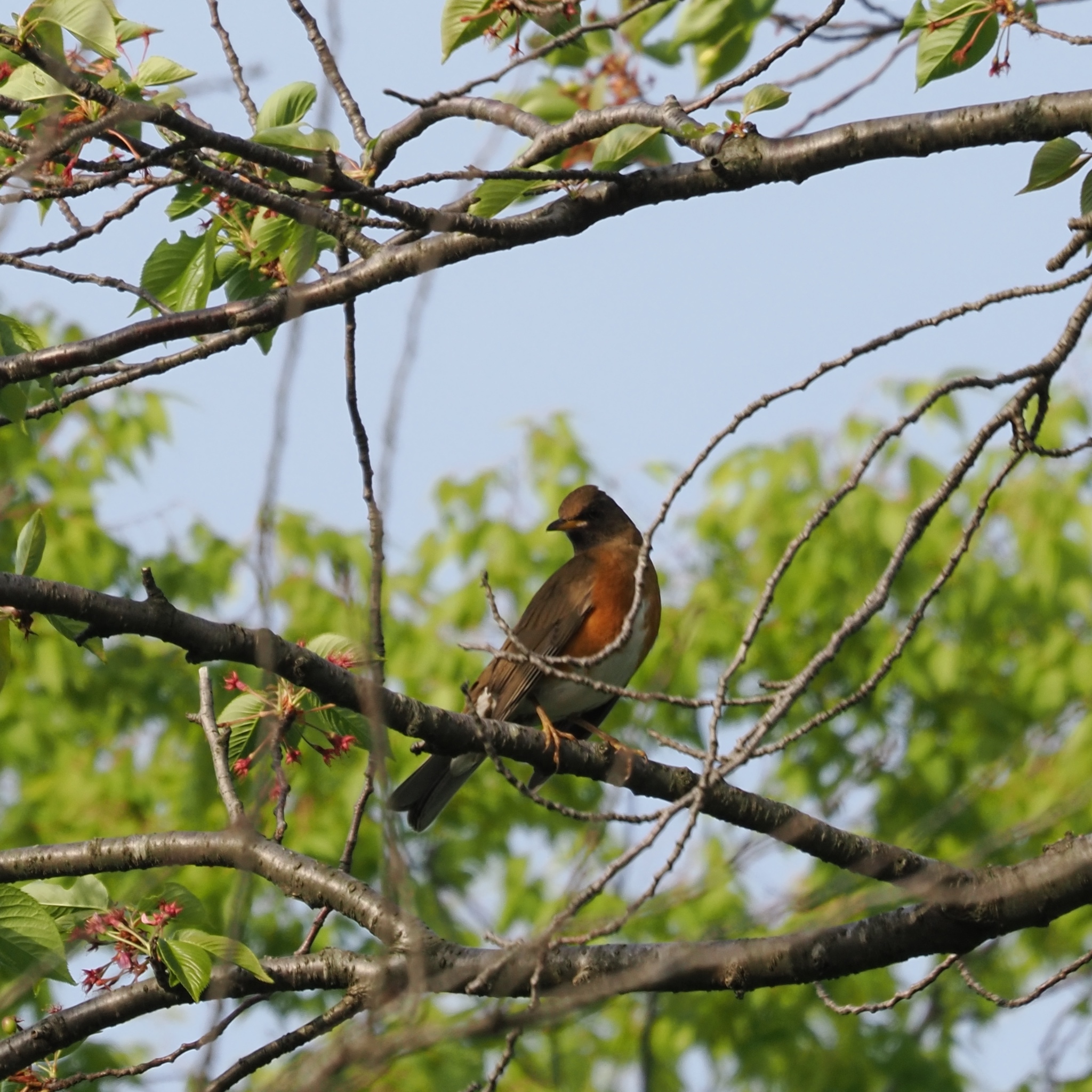Brown-headed Thrush (Turdus chrysolaus), photo 7