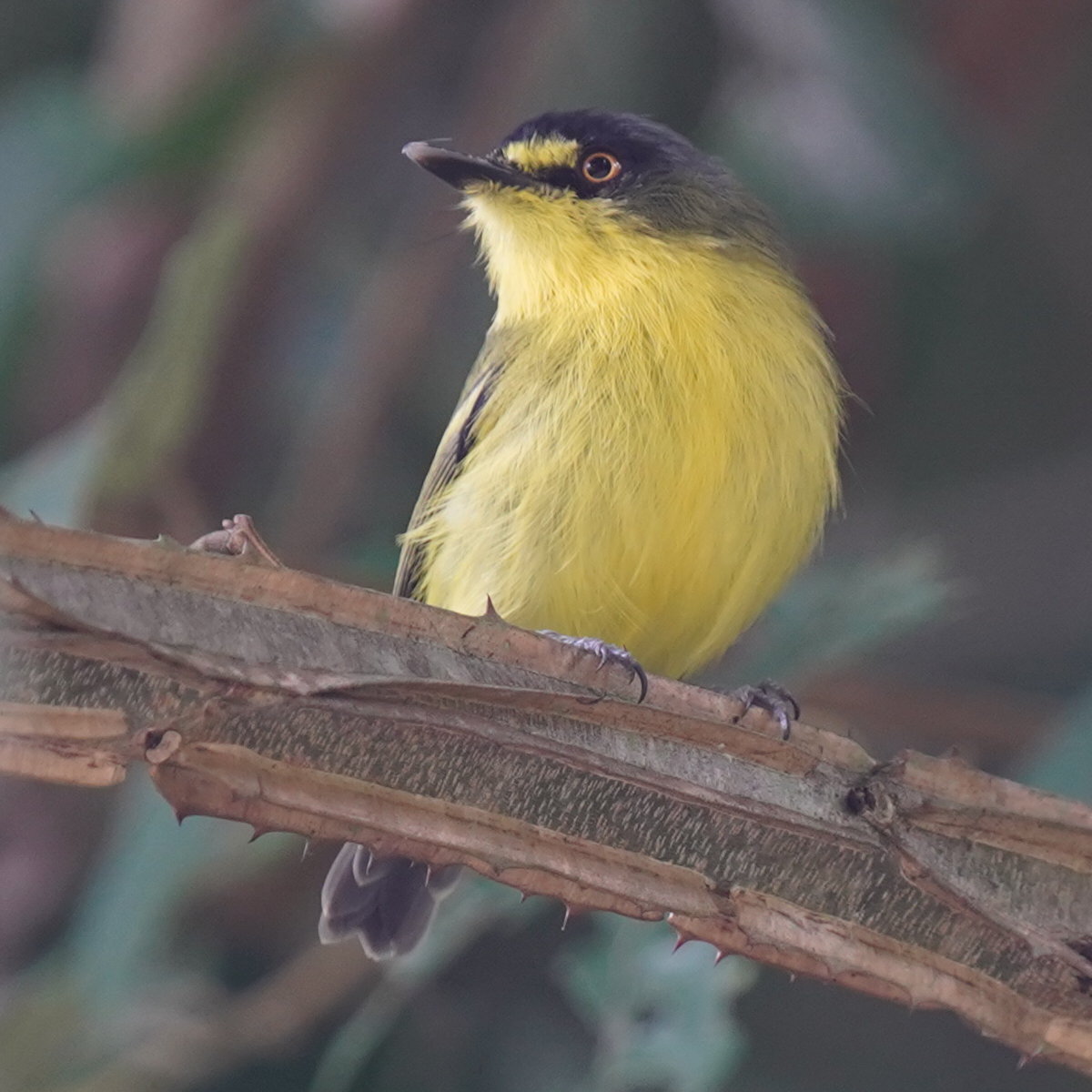 Yellow-lored Tody-Flycatcher (Todirostrum poliocephalum), photo 8