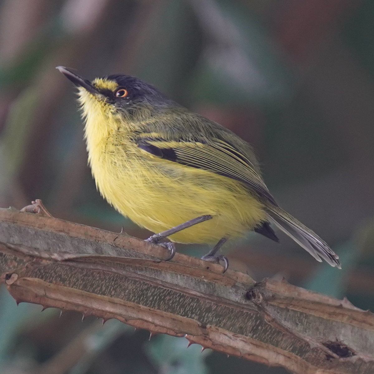 Yellow-lored Tody-Flycatcher (Todirostrum poliocephalum), photo 6