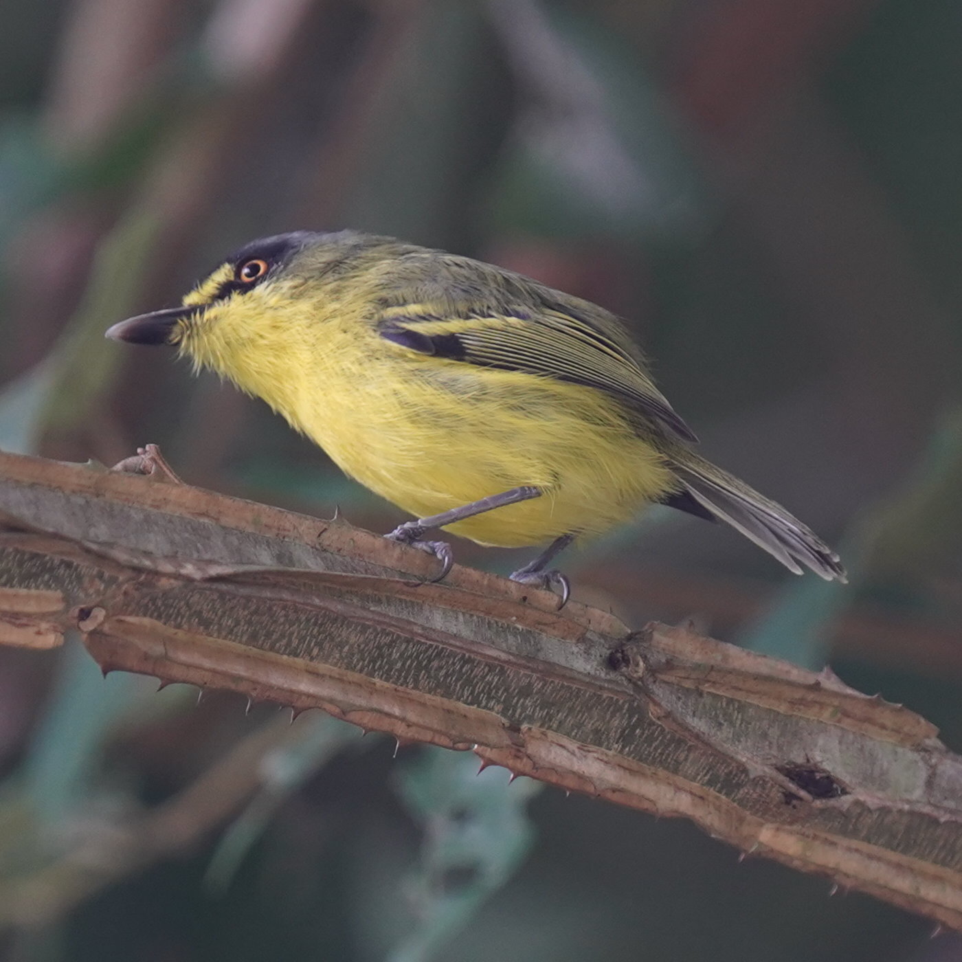 Yellow-lored Tody-Flycatcher (Todirostrum poliocephalum), photo 7