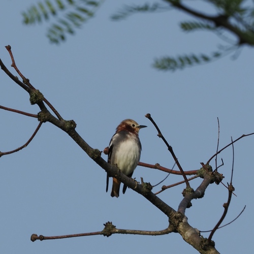 Chestnut-cheeked Starling (Agropsar philippensis), photo 2