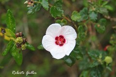 Pavonia glechomoides