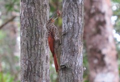 Xiphorhynchus lachrymosus