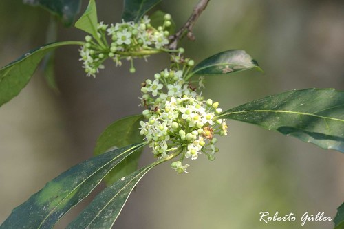 Ilex paraguariensis