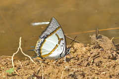 Polyura eudamippus