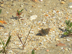Carcharodus tripolina