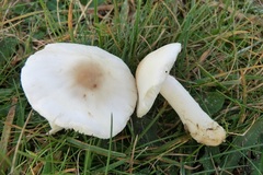 Lepiota erminea