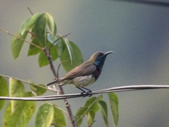 Cinnyris jugularis rhizophorae