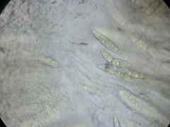 Leptosphaeria