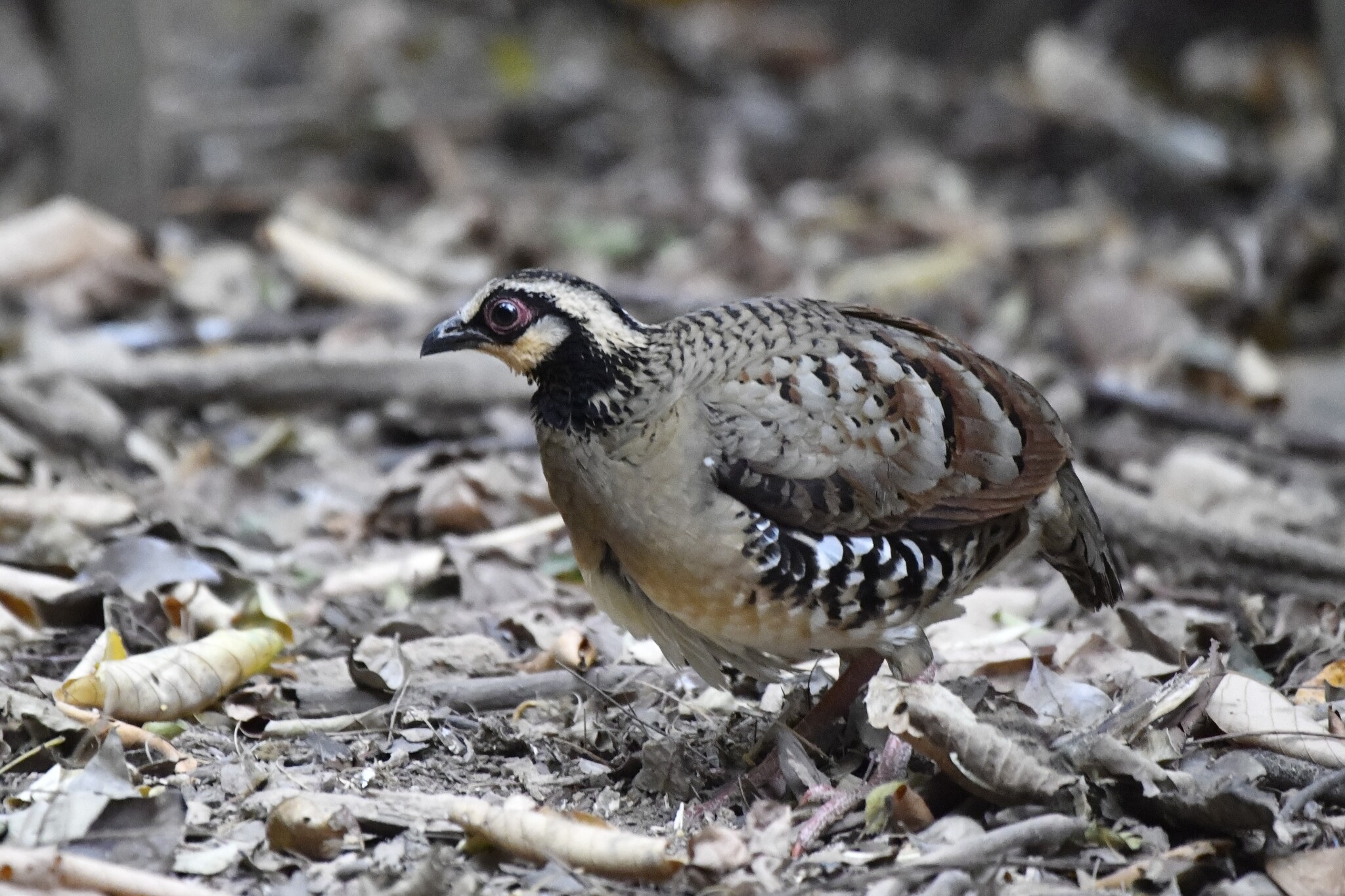 Bar-backed Partridge (Arborophila brunneopectus), photo 2