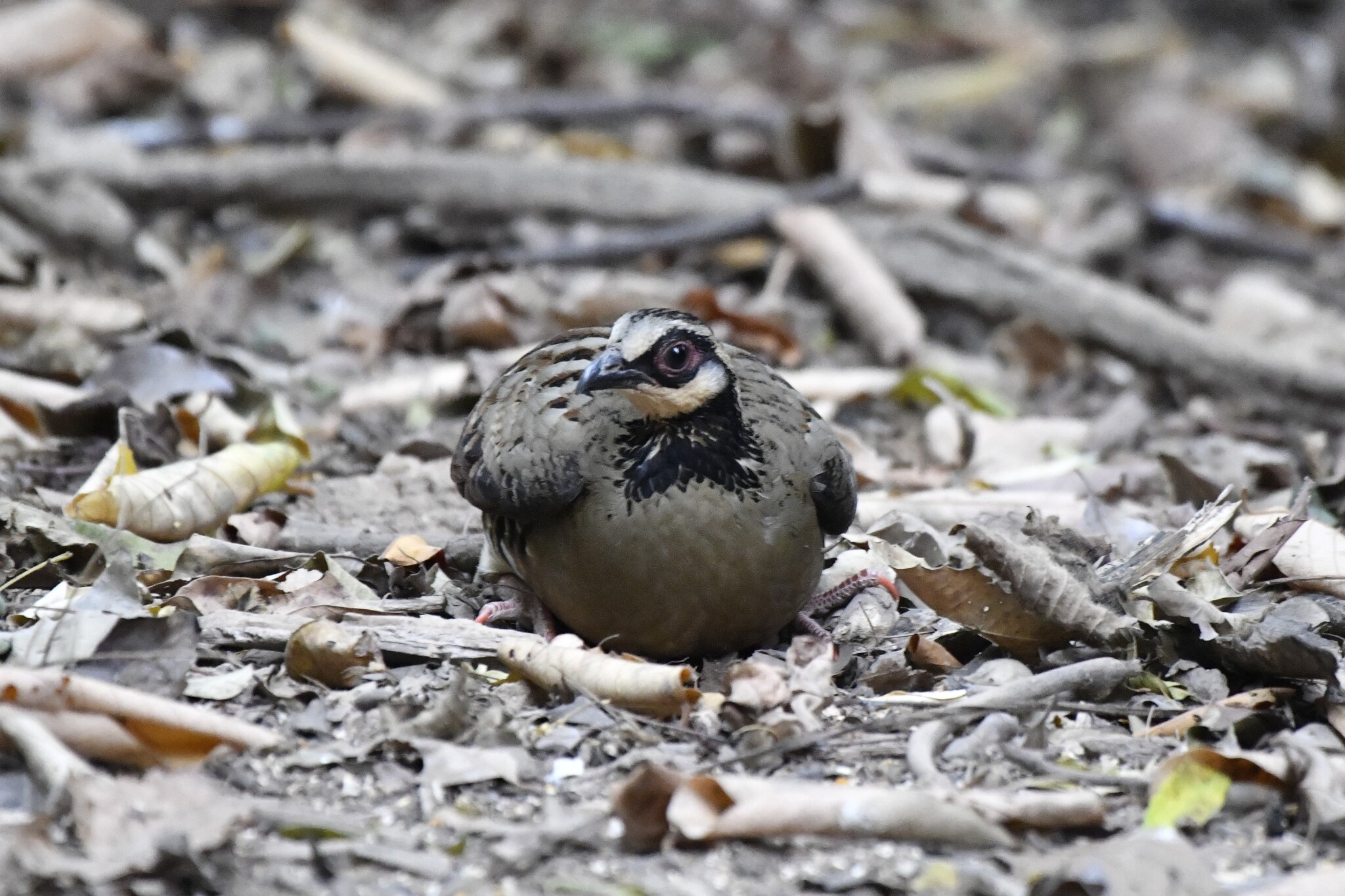Bar-backed Partridge (Arborophila brunneopectus), photo 4