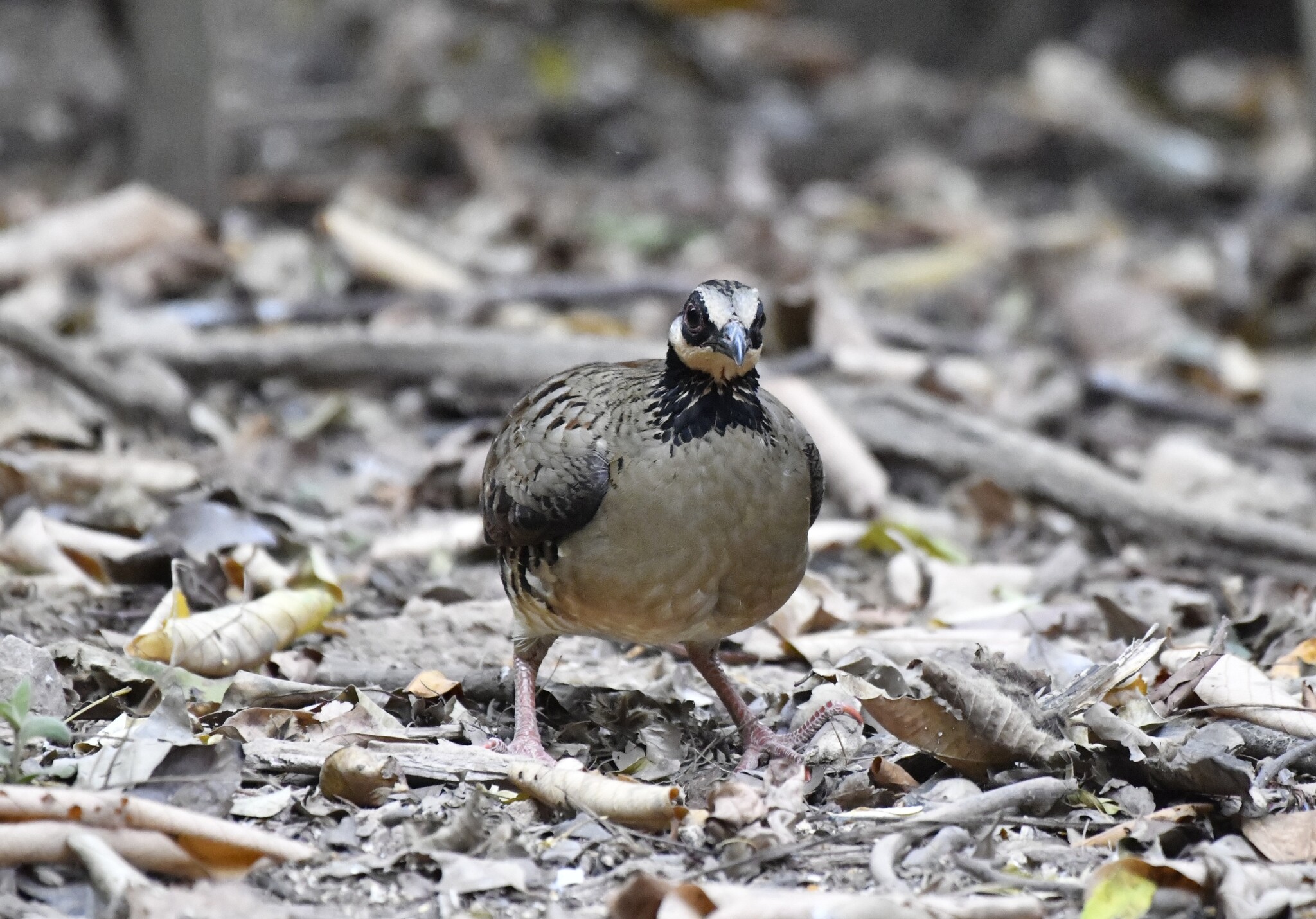 Bar-backed Partridge (Arborophila brunneopectus), photo 3