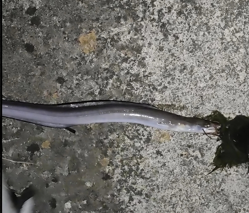Conger conger
