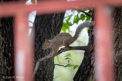 Sciurus niger limitis