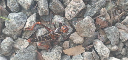 Violet-winged Grasshopper