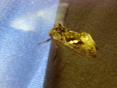 Chrysodeixis papuasiae