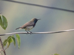 Cinnyris jugularis rhizophorae