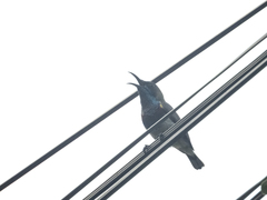 Cinnyris jugularis rhizophorae