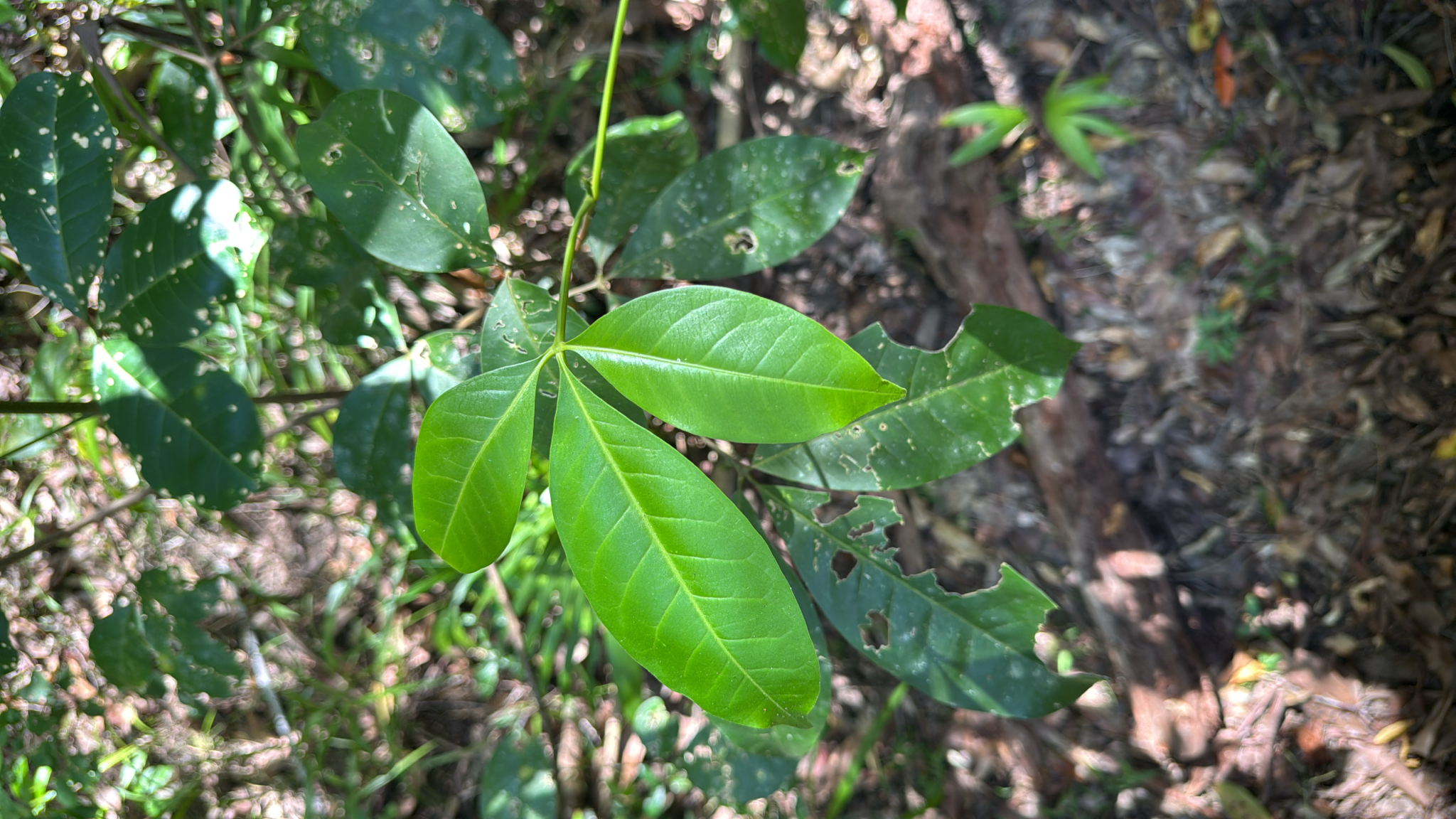Pink Flowered Doughwood (Melicope elleryana)