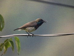 Cinnyris jugularis rhizophorae