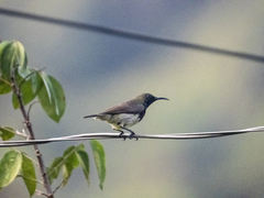 Cinnyris jugularis rhizophorae