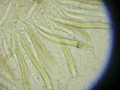 Leptosphaeria