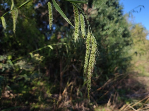 Cenchrus latifolius, photograph 5