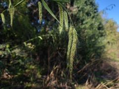 Cenchrus latifolius, photograph (c) Felipe Horton, some rights reserved (CC BY)