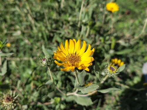 Grindelia pulchella, photograph 4