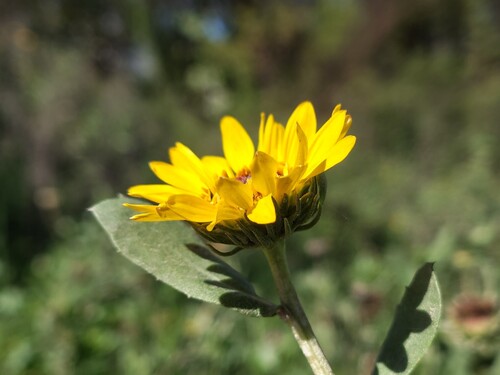Grindelia pulchella, photograph 5