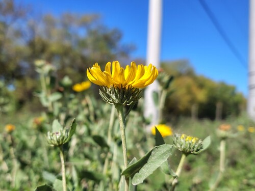 Grindelia pulchella, photograph 6