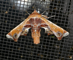 Eutelia pulcherrimus