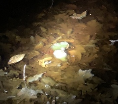 Oophila amblystomatis