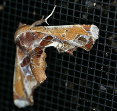 Eutelia pulcherrimus