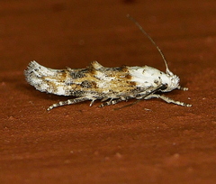 Mompha murtfeldtella