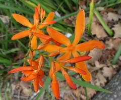 Crocosmia aurea aurea