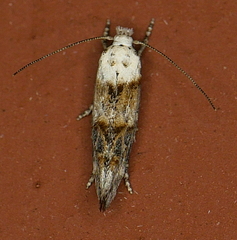 Mompha murtfeldtella