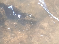 Odontobutis platycephala