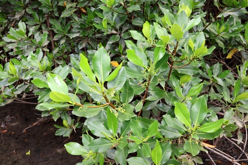 Rhizophora samoensis observed 2026-04-19