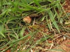 Indothemis carnatica