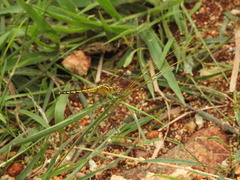 Indothemis carnatica