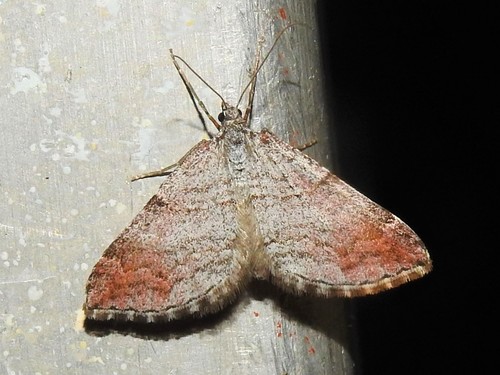 Manchester Treble-bar Moth