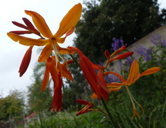 Crocosmia aurea aurea