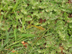 Indothemis carnatica