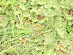 Indothemis carnatica